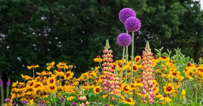 Bergenie ‚Abendglocken‘