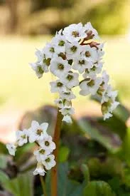 Bergenie ‚Bressingham White‘
