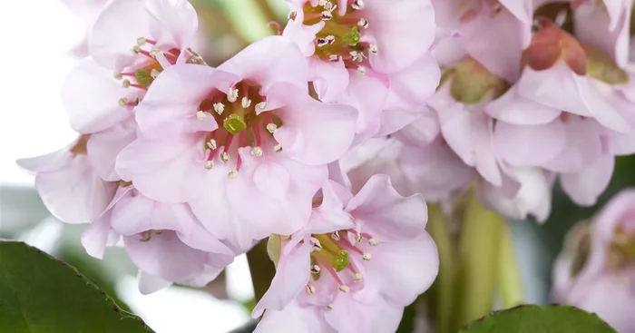 Bergenie ‚Harzkristall‘