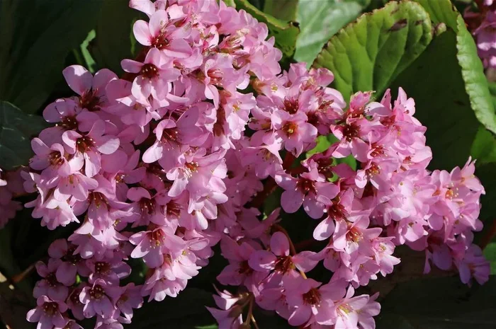 Bergenie ‚Herbstblüte‘