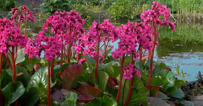 Bergenie ‚Pinneberg‘