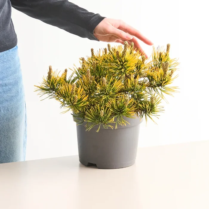 Bergkiefer ‚Carstens Wintergold‘ S
