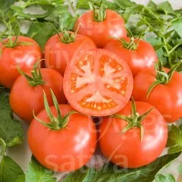 Berner Rose – Fleischtomate