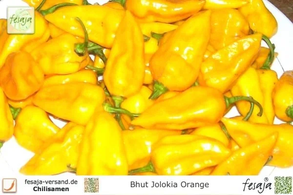 Bhut Jolokia Orange · Chili · Samen