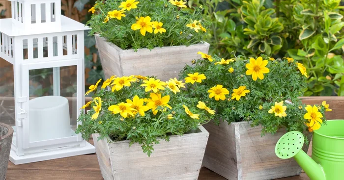 Bidens ferulifolia${2}