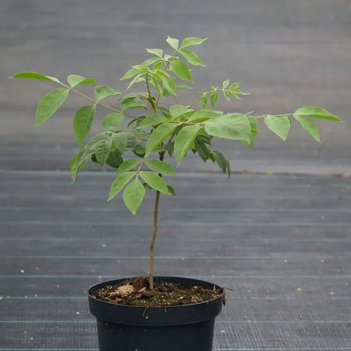 Bienenbaum – Euodia hupehensis