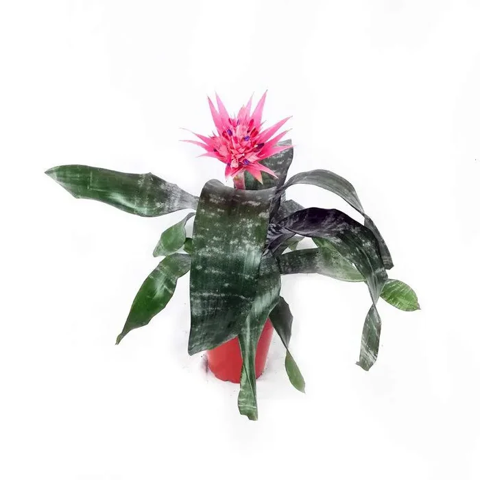 Bilbergia Primera Vase 15cm