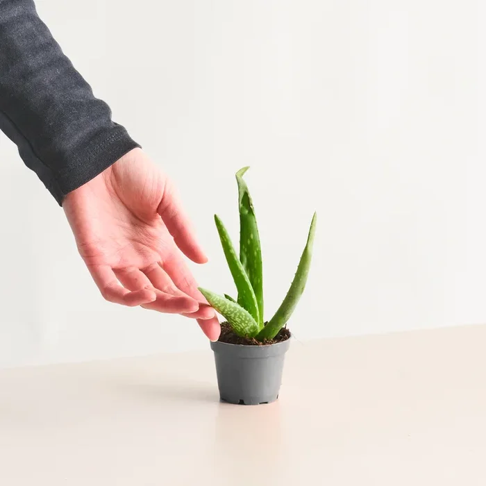BIO Aloe ‚Vera‘ S