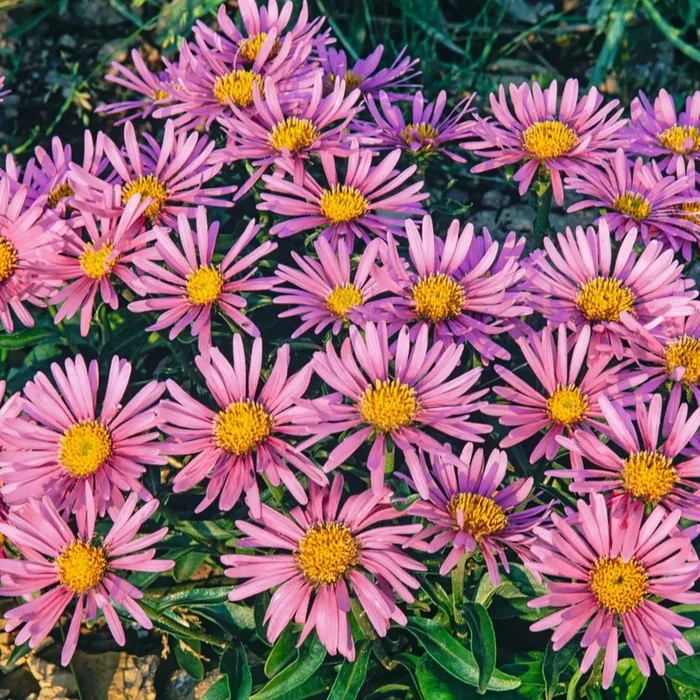 BIO Alpen-Aster Rosa – 3 Stück