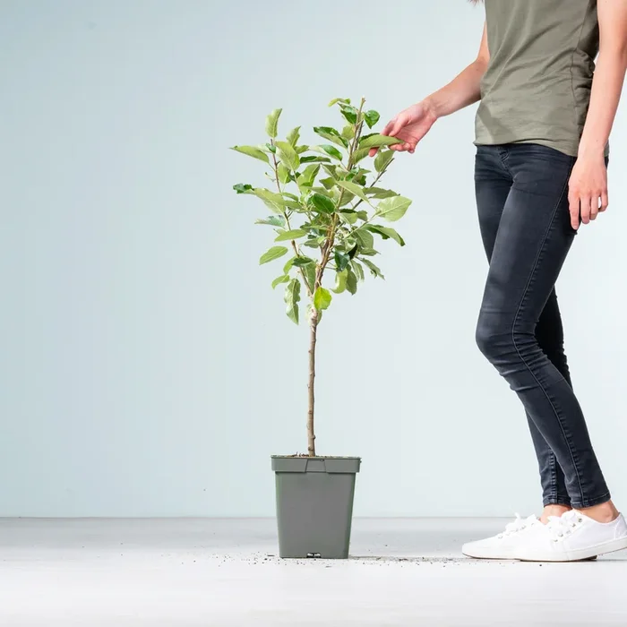 BIO Apfel ‚Gala‘