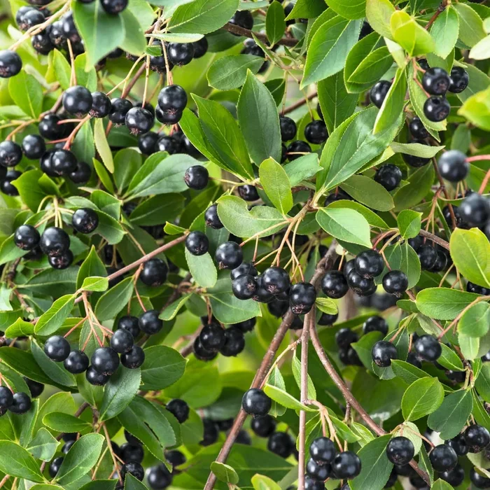BIO Apfelbeere ‚Aronia‘ – 3 Stück