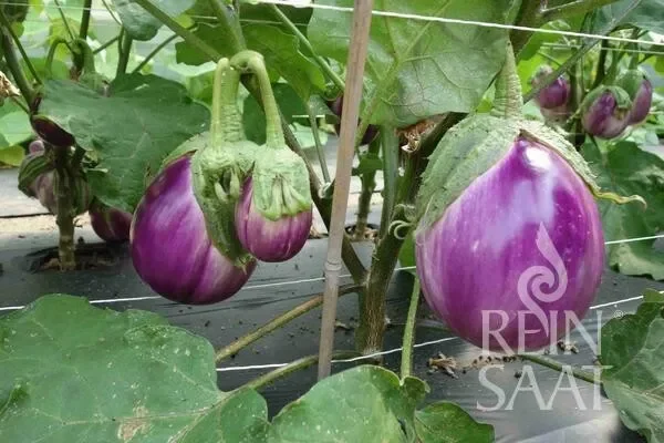 Bio Aubergine Rotonda bianca sfumata di rosa