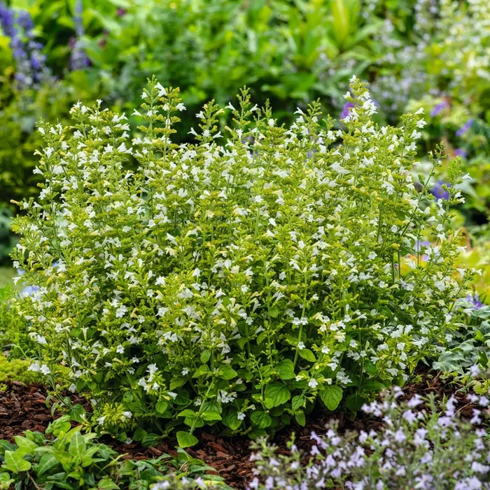 BIO Bergminze – 3 Stück