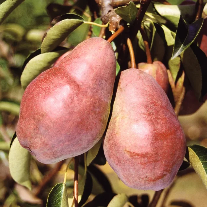 BIO Birne ‚Rote Williams‘