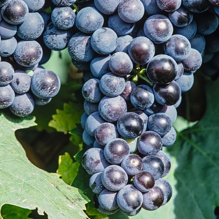 BIO Blaue Weinrebe ‚Venus‘