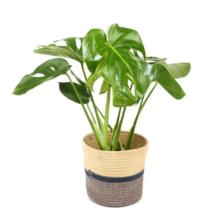Bio Blu Bienenweide – Ø 12 cm Topf