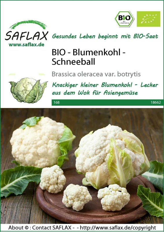 BIO Blumenkohl Schneeball