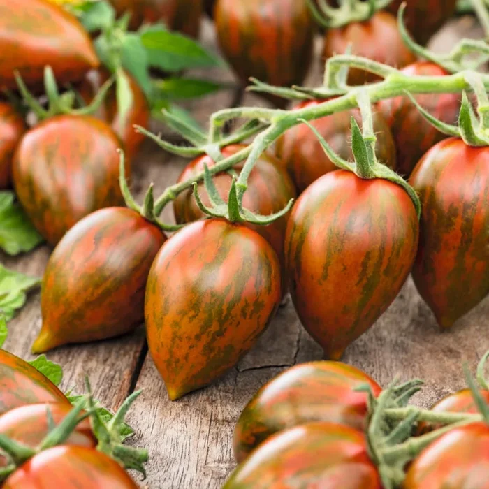 BIO Cocktailtomate ‚Shimmer‘