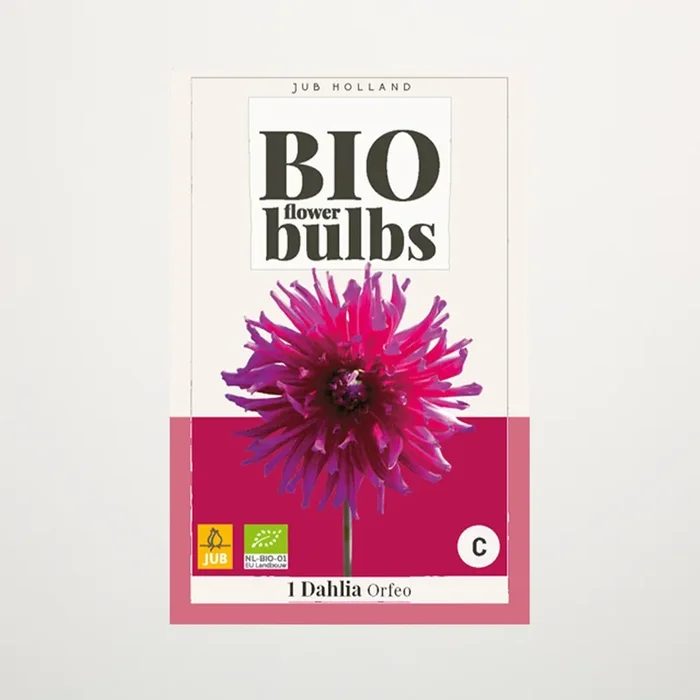 BIO Dahlie ‚Orfeo‘ – Knolle