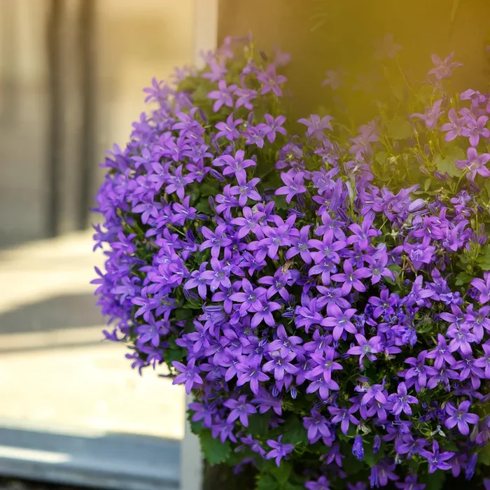 BIO Dalmatiner Glockenblume – 3 Stück