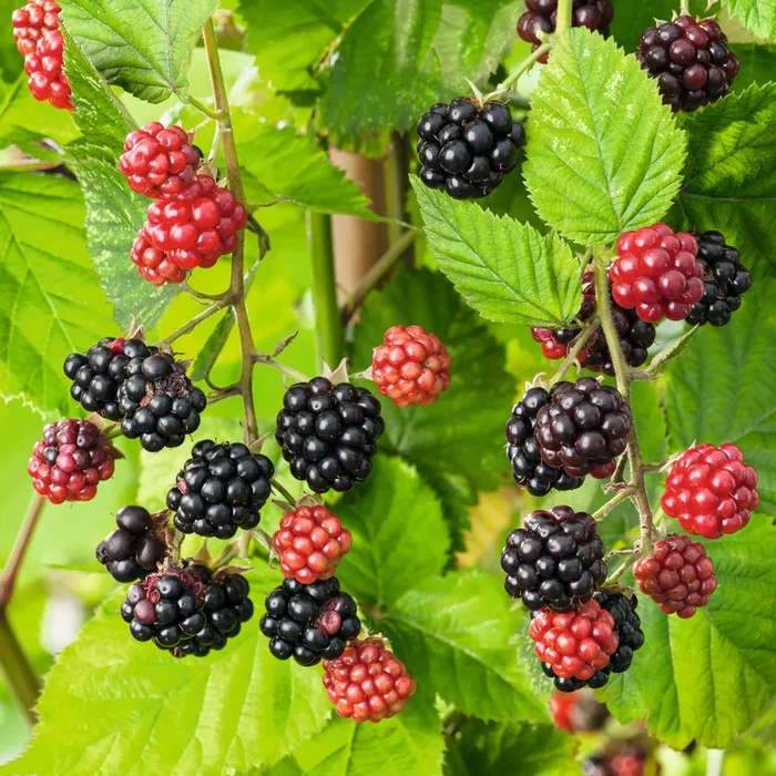 BIO Dornenlose Brombeere ‚Chester Thornless‘