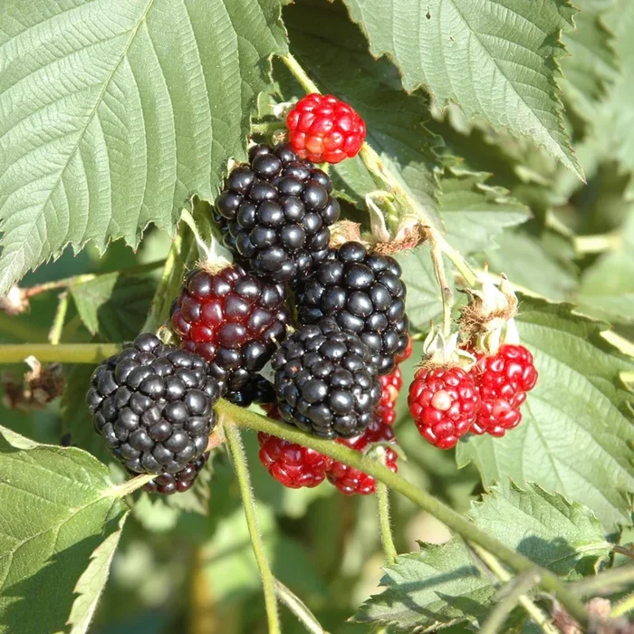 BIO Dornenlose Brombeere ‚Thornless Evergreen‘ M