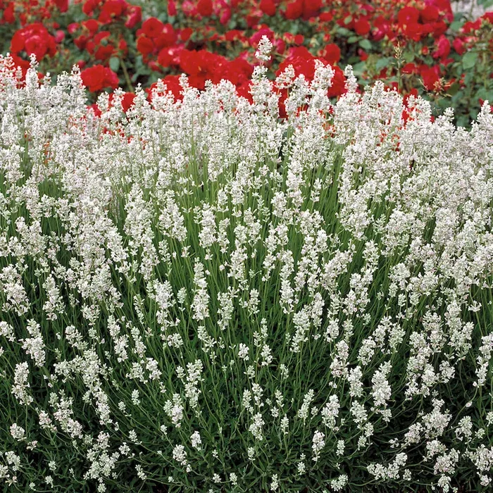 BIO Duft-Lavendel ‘Alba’ Lavandula angustifolia „Alba“ – Bestellnummer 1124205