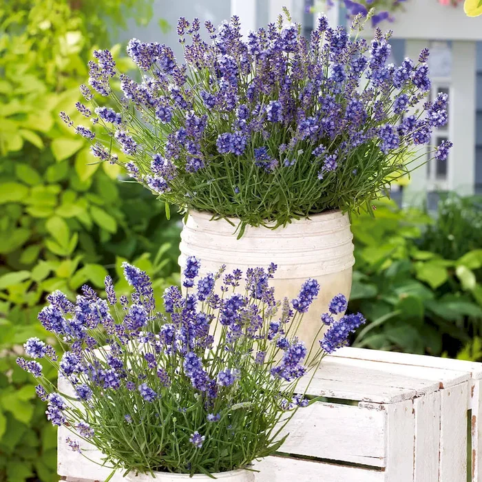 BIO Duft-Lavendel Lavandula angustifolia – Bestellnummer 1135122