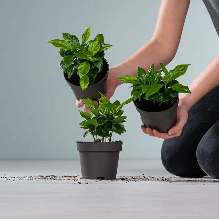 BIO Echte Kaffeepflanze – 3 Stück