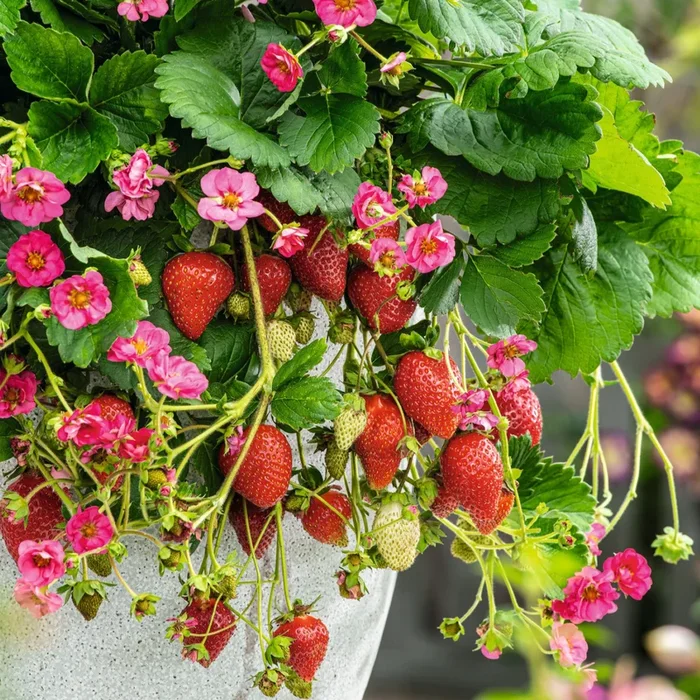 BIO Erdbeere ‚Summer Breeze‘