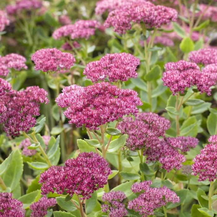 BIO Fetthenne ‚Herbstfreude‘ – 3 Stück