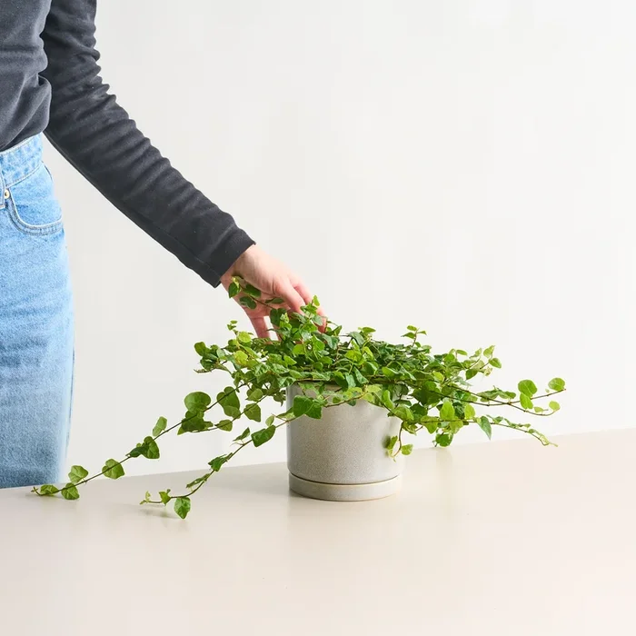 BIO Ficus ‚Pumila‘