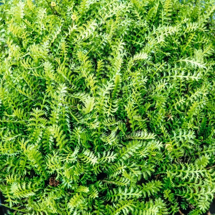 BIO Fiederpolster – 3 Stück