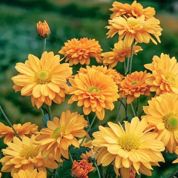 BIO Garten-Chrysantheme ‚Beppie Bronce‘ – 3 Stück