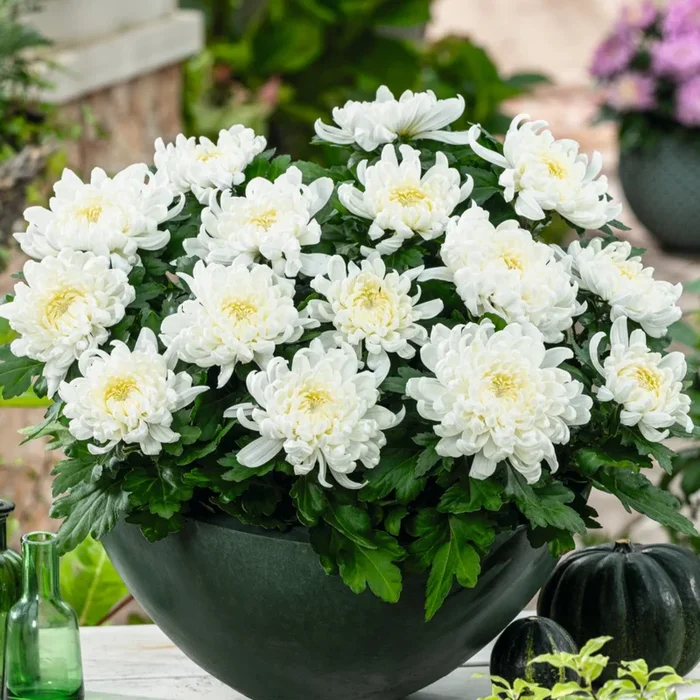 BIO Garten-Chrysantheme ‚Gerrie Hoek‘ – 3 Stück