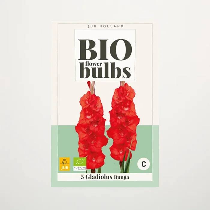 BIO Gladiole ‚Bunga‘ – 5 Knollen