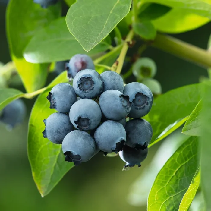 BIO Heidelbeere ‚Bluecrop‘ S