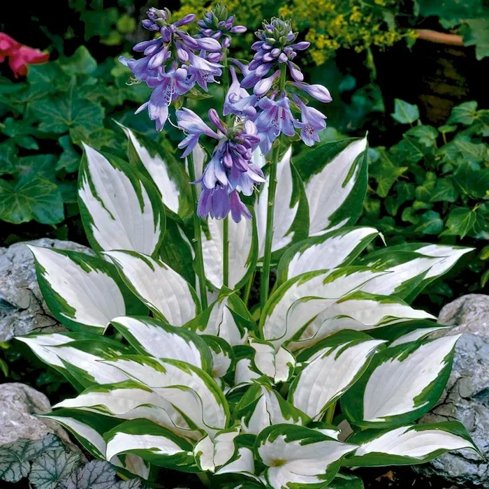 BIO Herzblatt-Lilie ‚Fire and Ice‘ Hosta x fortunei „Fire and Ice“ – Bestellnummer 1157848