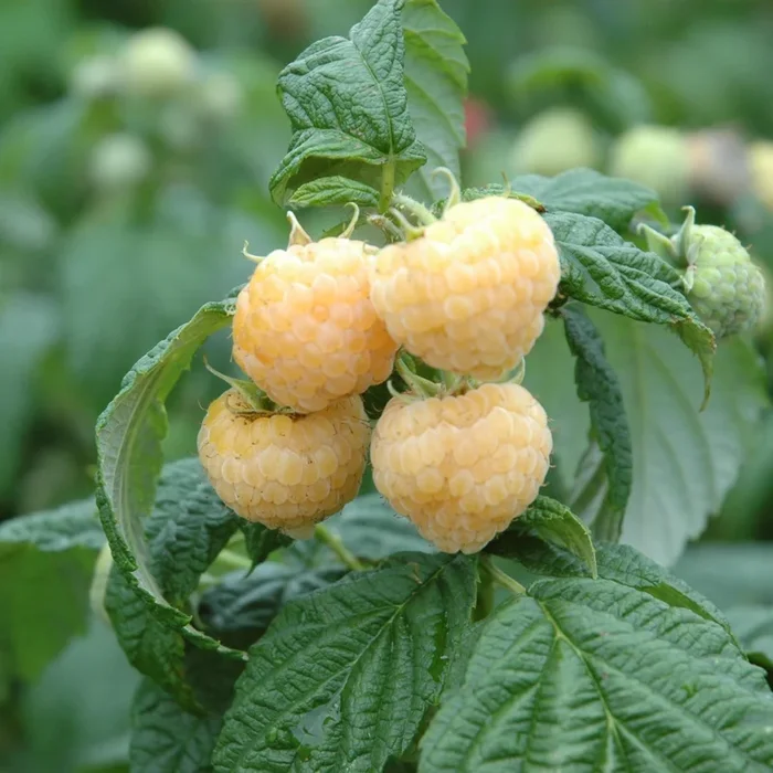 BIO Himbeere ‚Golden Everest‘