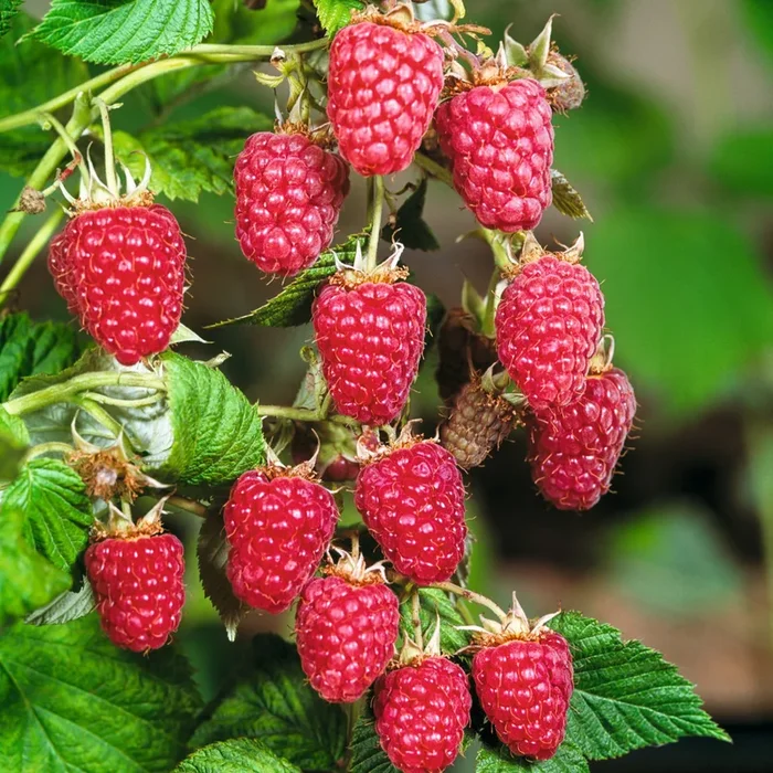 BIO Himbeere ‚Heritage‘ S