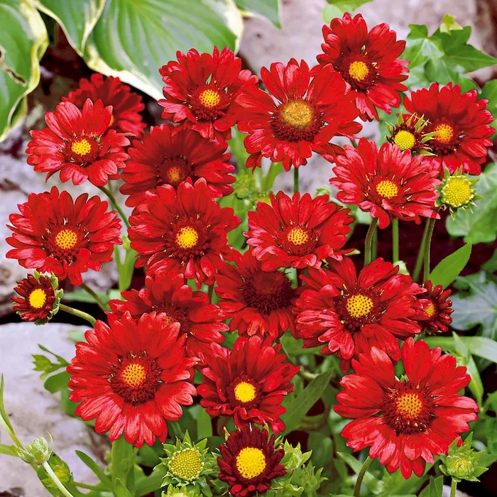 BIO Kokardenblume ‚Burgunder‘ Gaillardia x grandiflora „Burgunder“ – Bestellnummer 1136256