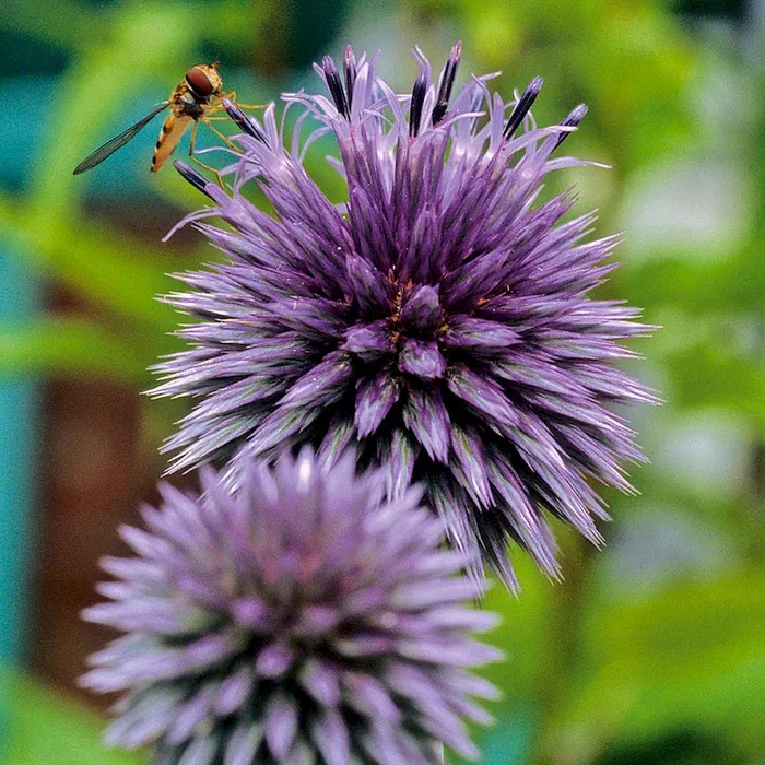 BIO Kugeldistel Echinops ritro – Bestellnummer 1125428
