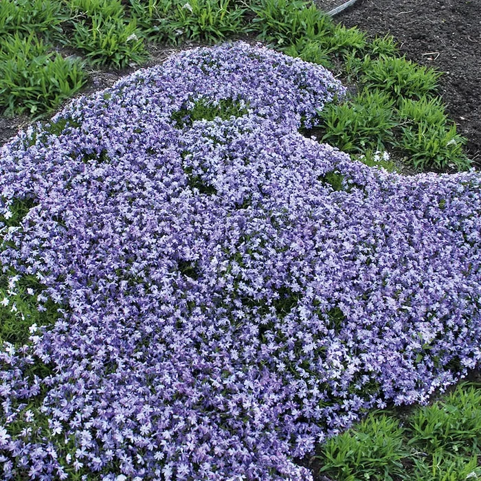 BIO Lavendelblauer Polsterphlox Phlox subulata, blau – Bestellnummer 1103647