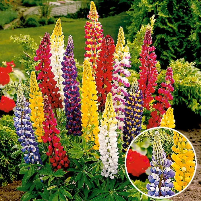 BIO Lupine, Blau Lupinus polyphyllus – Bestellnummer 1157795