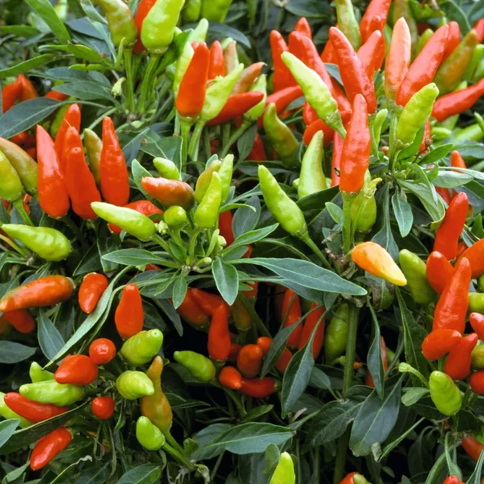 BIO Naschzipfel