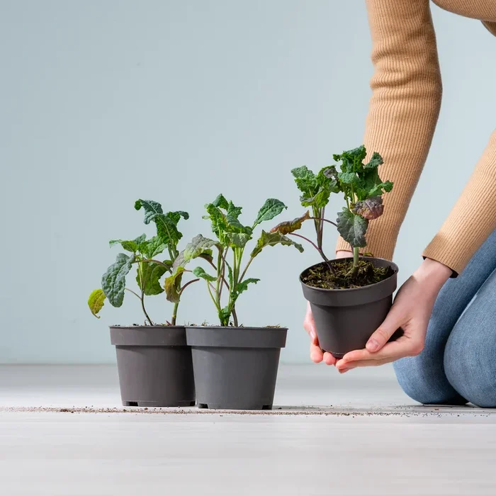 BIO Palmkohl – 3 Stück