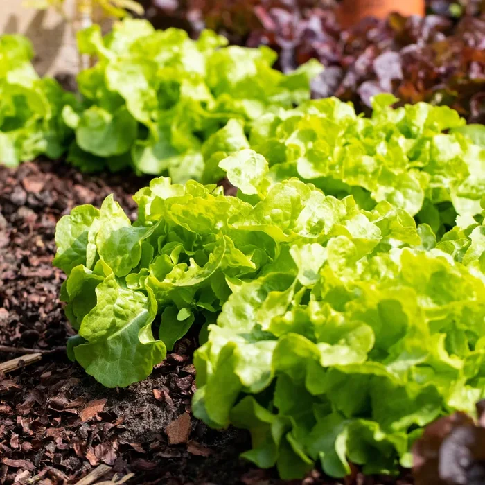BIO Pflücksalat S – 3 Stück