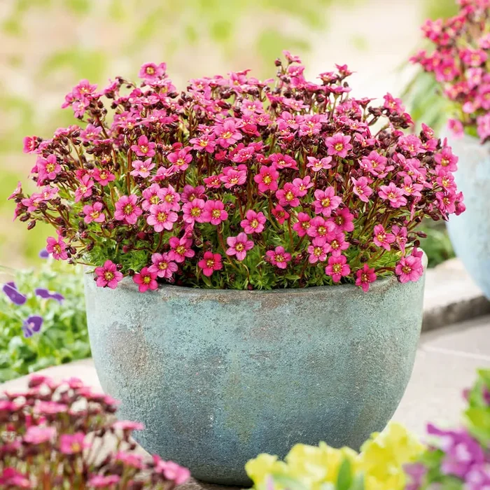 BIO Pixi Pan – Der rote Tausendblüher Saxifraga x arendsii – Bestellnummer 1105388