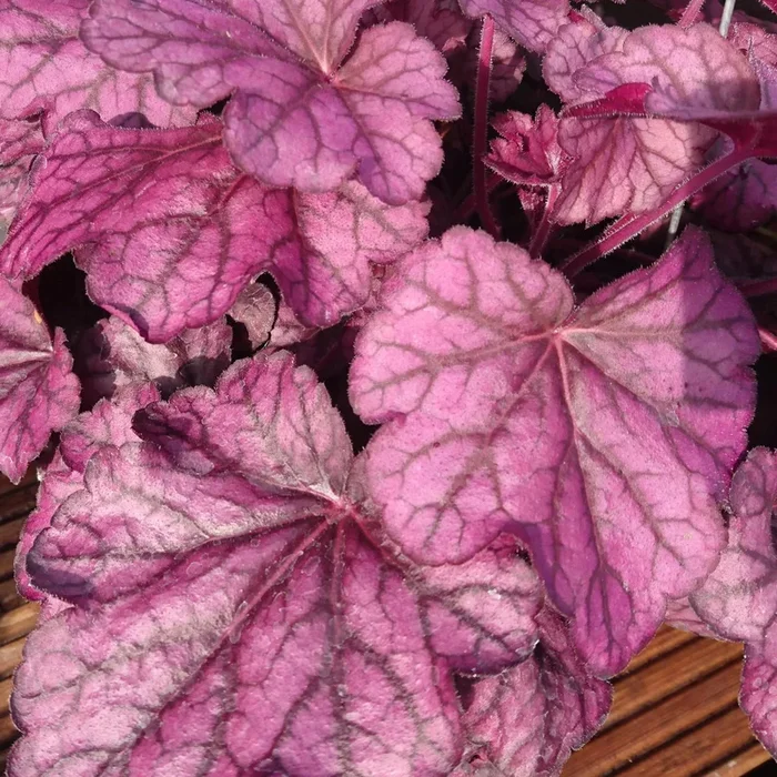 Bio Purpurglöckchen ‚Wild Rose‘, violett, Topf-Ø 12 cm