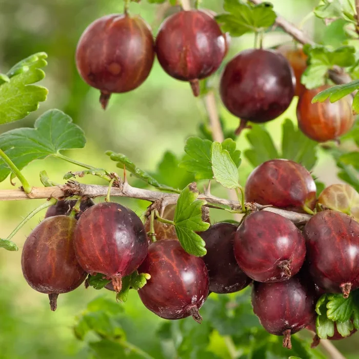 BIO Rote Stachelbeere ‚Easycrisp®LadyLate®‘ M
